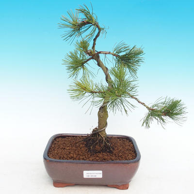 Outdoor bonsai -Pinus-Pinus parviflora parviflora
