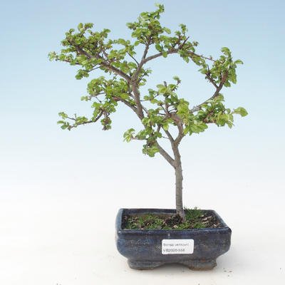Outdoor bonsai-Ulmus parviflora-Glina drobnolistna VB2020-558