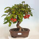 Bonsai ogrodowe - Pinus sylvestris - sosna zwyczajna - 1/5