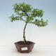 Kryty bonsai -Ligustrum Aurea - dziób ptaka - 1/3