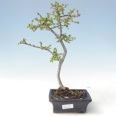 Outdoor bonsai-Ulmus parviflora-Glina drobnolistna VB2020-560