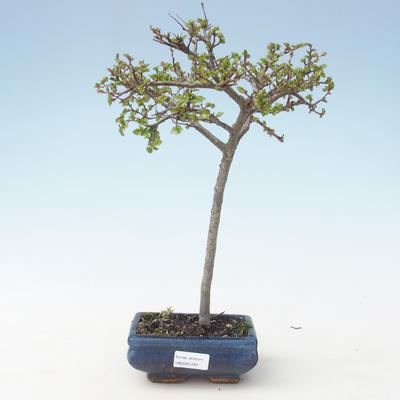 Outdoor bonsai-Ulmus parviflora-Glina drobnolistna VB2020-561