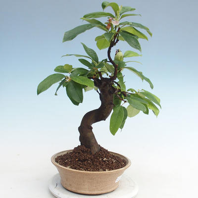 Outdoor bonsai - Pseudocydonia sinensis - chińska pigwa VB2020-563 - 1