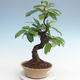 Outdoor bonsai - Pseudocydonia sinensis - chińska pigwa VB2020-563 - 1/2
