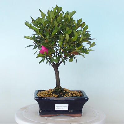Bonsai zewnętrzne - Rhododendron sp. z o.o. - Różowa azalia