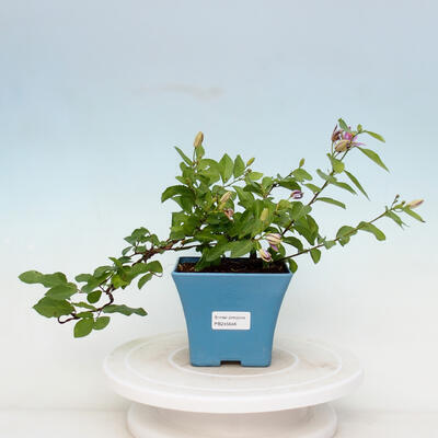 Kryty bonsai - Grewia occidentalis - Lawendowa gwiazda - 1
