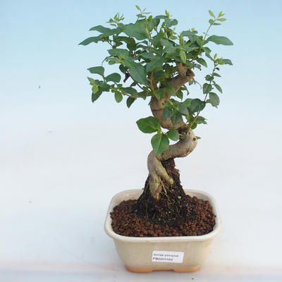 Kryty bonsai -Ligustrum chinensis - dziób ptaka