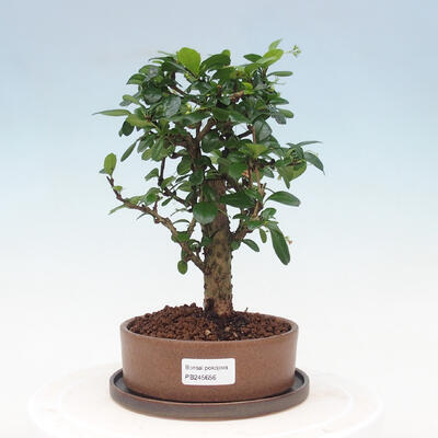 Kryte bonsai ze spodkiem - Carmona macrophylla - Herbata Fuki - 1