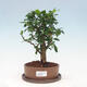 Kryte bonsai ze spodkiem - Carmona macrophylla - Herbata Fuki - 1/7