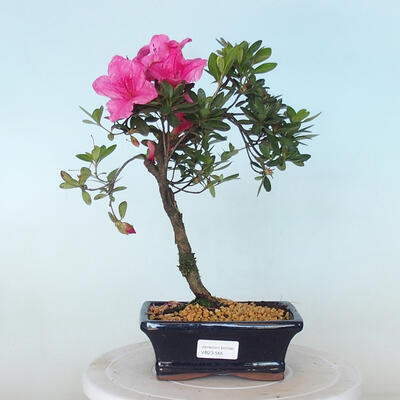 Bonsai zewnętrzne - Rhododendron sp. z o.o. - Różowa azalia