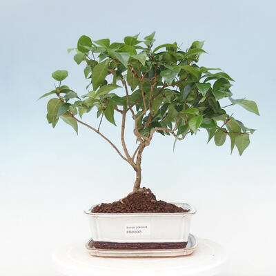 Kryte bonsai ze spodkiem - Wiśnia australijska - Eugenia uniflora - 1