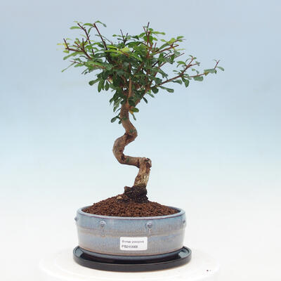 Kryte bonsai ze spodkiem - Wiśnia australijska - Eugenia uniflora - 1