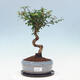 Kryte bonsai ze spodkiem - Wiśnia australijska - Eugenia uniflora - 1/4