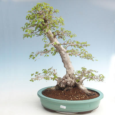 Outdoor bonsai -Carpinus CARPINOIDES - Korean Hornbeam VB2020-566 - 1
