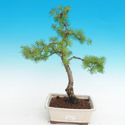 Outdoor bonsai - Larix decidua - modrzew europejski