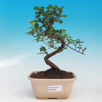 bonsai Room - Sagerécie Thea - Sagerécie Thea - 1