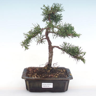Outdoor bonsai - Juniperus chinensis - chiński jałowiec VB2020-56