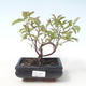 Outdoor bonsai - Dereń - Cornus mas VB2020-516 - 1/2