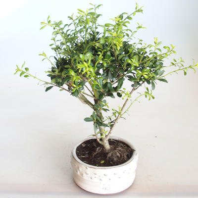 Kryty bonsai - Ilex crenata - Holly PB2201156