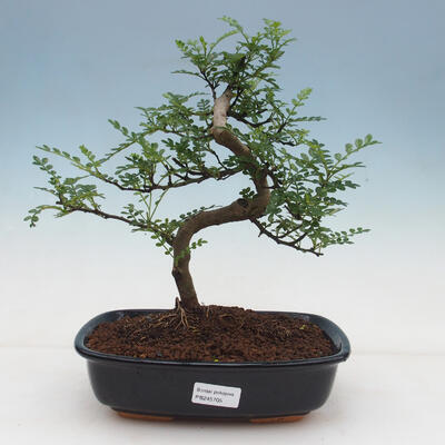 Bonsai do wnętrz - Zantoxylum piperitum - Peppercorn - 1