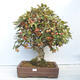 Outdoor bonsai -Malus Halliana - owocach jabłoni - 1/6