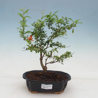 Kryte bonsai-PUNICA granatum nana-granat - 1