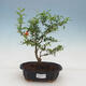 Kryte bonsai-PUNICA granatum nana-granat - 1/5