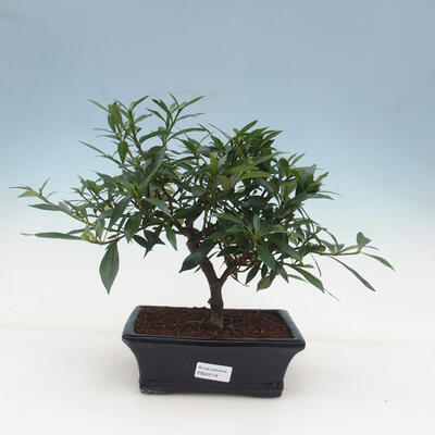Pokój bonsai - Gardenia jasminoides-Gardenie - 1