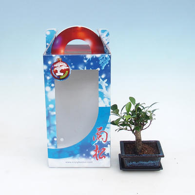 Bonsai do pokoju w pudełku prezentowym, Ficus retusa - Figowiec drobnolistny