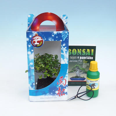 Bonsai do pokoju w pudełku prezentowym - 1