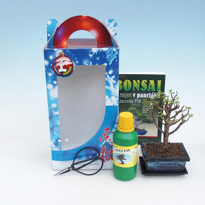 Bonsai do pokoju w pudełku prezentowym, Portulacarie afra - tlustice