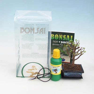 Bonsai do pokoju w pudełku prezentowym, Portulacarie afra - tlustice