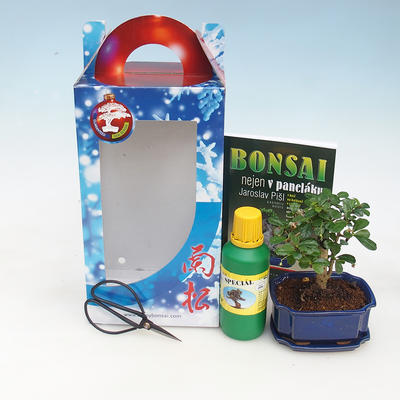 Bonsai do pokoju w pudełku prezentowym, Carmona macrophylla - herbata fuki