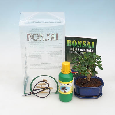 Bonsai do pokoju w pudełku prezentowym, Carmona macrophylla - herbata fuki