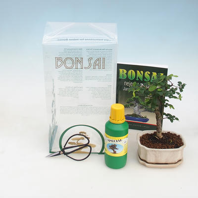 Bonsai do pokoju w pudełku prezentowym, Ulmus parvifolia - wiąz chiński