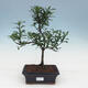 Pokój bonsai - Gardenia jasminoides-Gardenie - 1/3