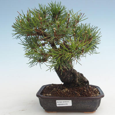Pinus thunbergii - sosna Thunberg VB2020-572 - 1