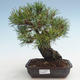 Pinus thunbergii - sosna Thunberg VB2020-572 - 1/5
