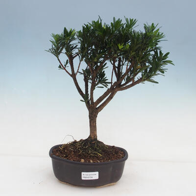 Kryty bonsai - Podocarpus - Kamienny tys - 1