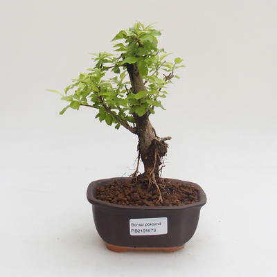 Kryty bonsai - Duranta erecta Aurea PB2191573 - 1