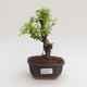 Kryty bonsai - Duranta erecta Aurea PB2191573 - 1/3