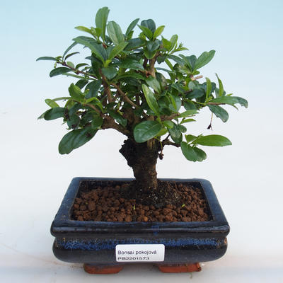 Kryty bonsai-Ulmus Parvifolia-Wiąz drobnolistny