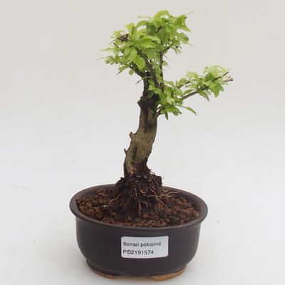 Kryty bonsai - Duranta erecta Aurea PB2191574 - 1