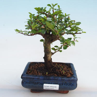 Kryty bonsai-Ulmus Parvifolia-Wiąz drobnolistny