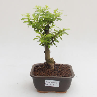 Kryty bonsai - Duranta erecta Aurea PB2191575 - 1