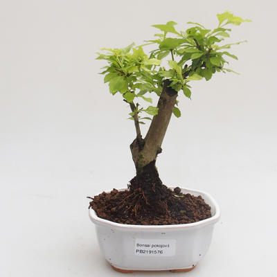 Kryty bonsai - Duranta erecta Aurea PB2191576 - 1