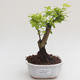 Kryty bonsai - Duranta erecta Aurea PB2191576 - 1/3