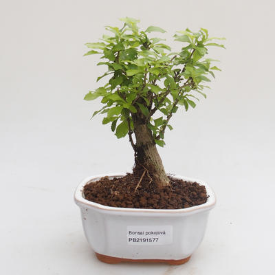 Kryty bonsai - Duranta erecta Aurea PB2191577 - 1