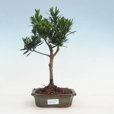 bonsai Room - Podocarpus - Stone tysięcy - 1