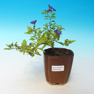 Pokój bonsai - Mustard-Solanum rantonnetii - 1